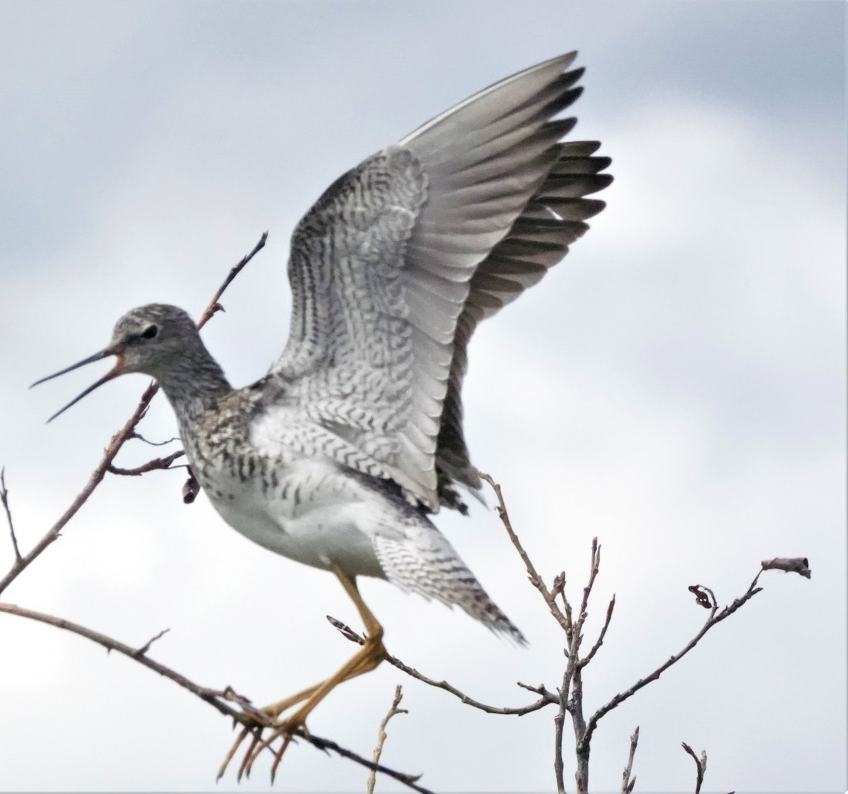 Lesser Yellowlegs - ML593220521