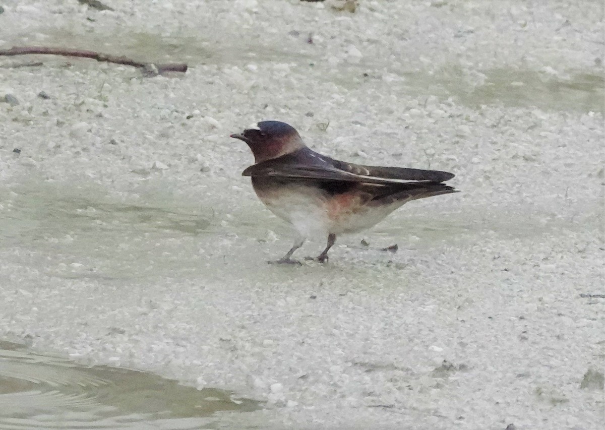 סנונית אמריקנית - ML593220721