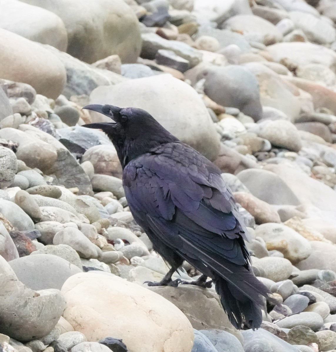 Common Raven - ML593220791