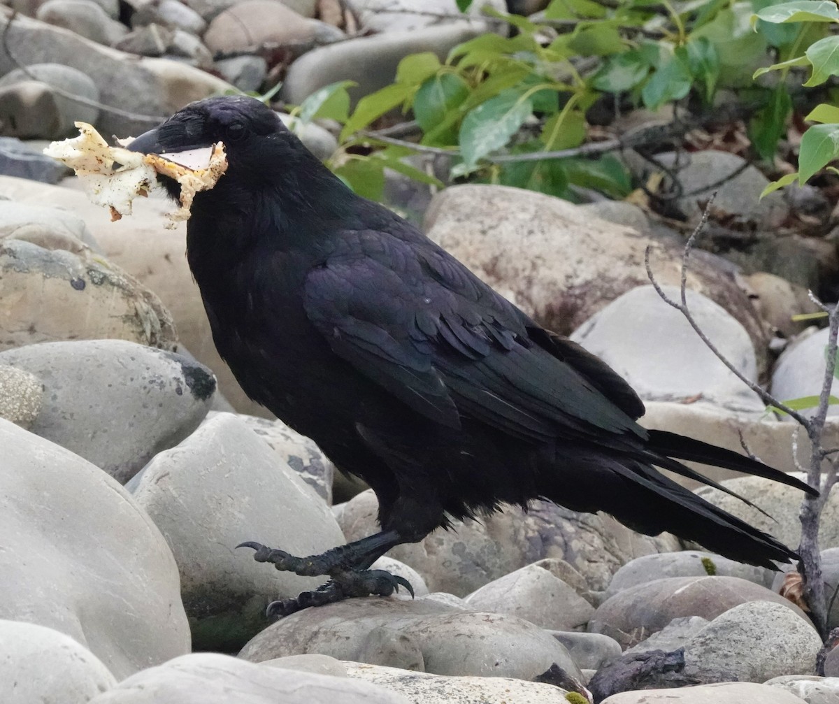 Common Raven - ML593220931