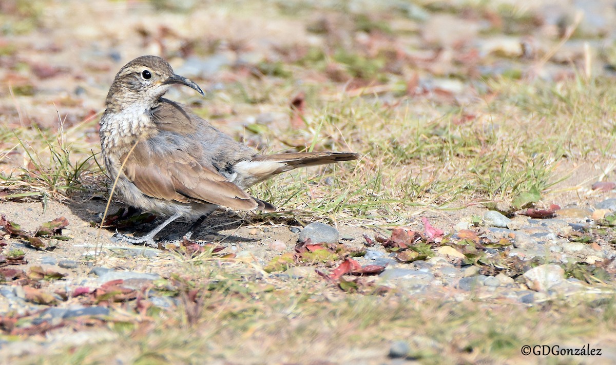 Scale-throated Earthcreeper - GUSTAVO DANIEL GONZÁLEZ