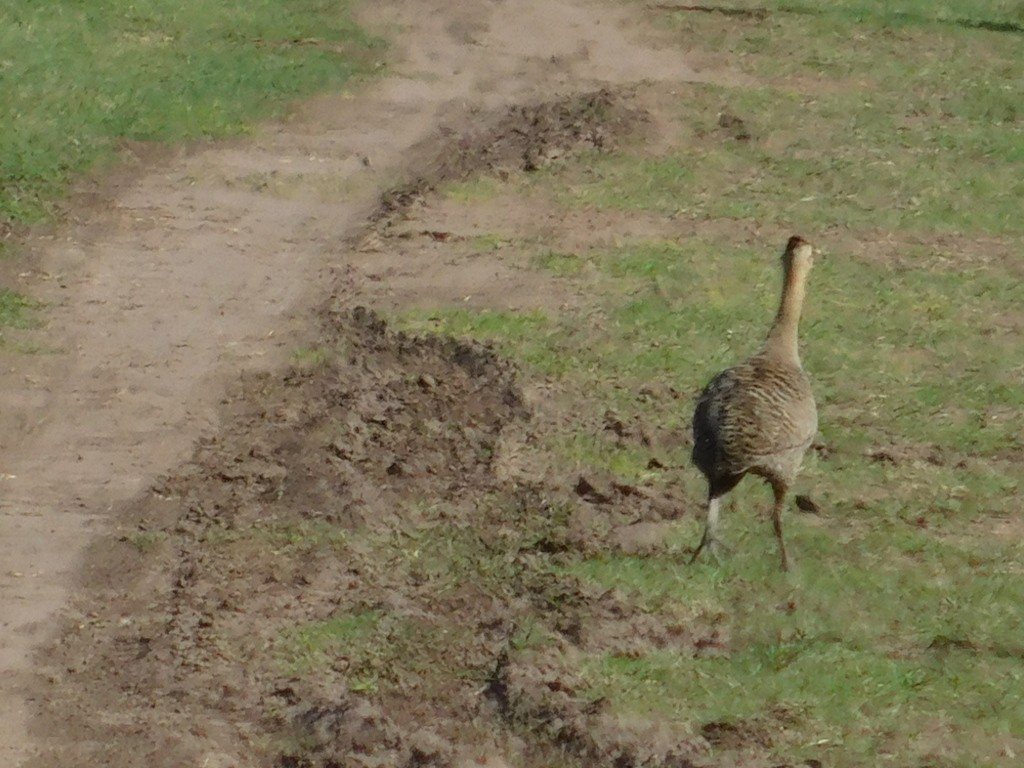 Red-winged Tinamou - ML593221531