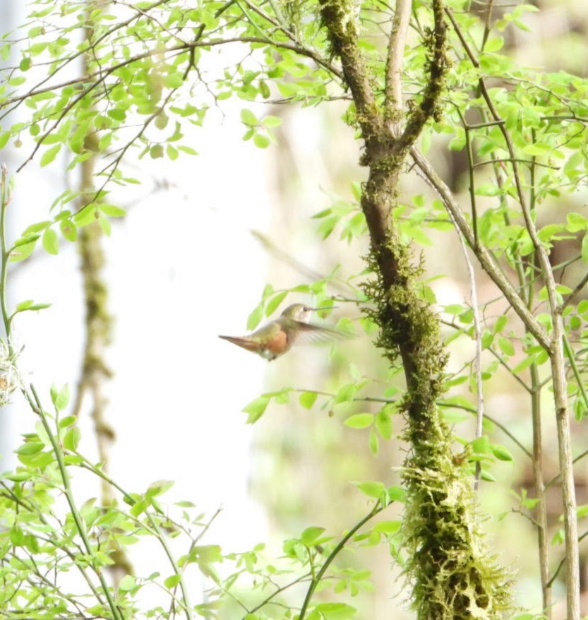 Rufous Hummingbird - Brodie Cass Talbott