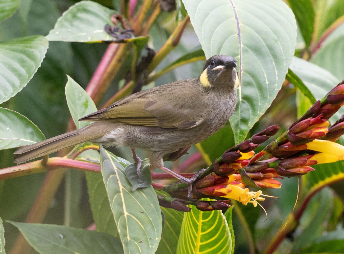 Lewin's Honeyeater - ML593222121