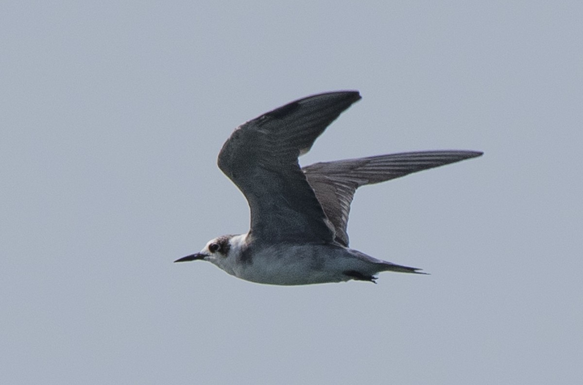 Black Tern - Denny Swaby