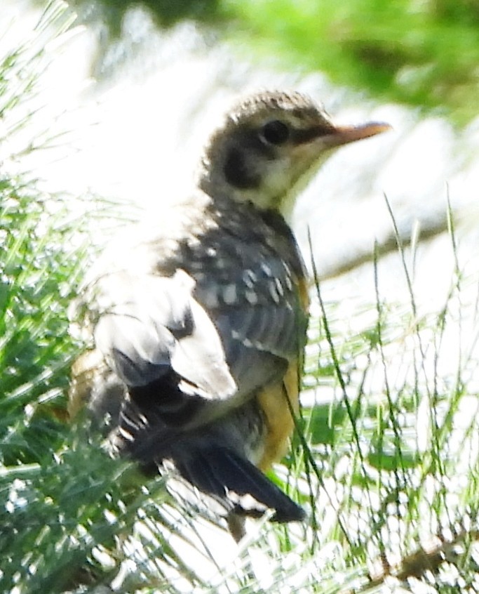 American Robin - alan murray