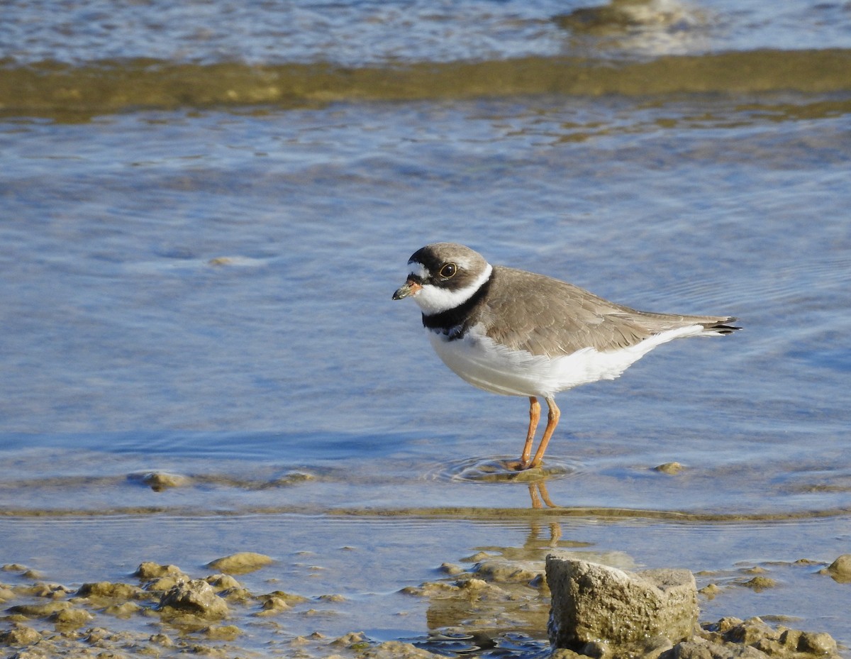 Semipalmated Plover - ML59322421