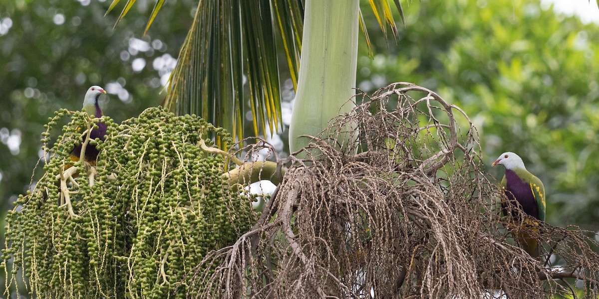 Wompoo Fruit-Dove - Ralph Stadus