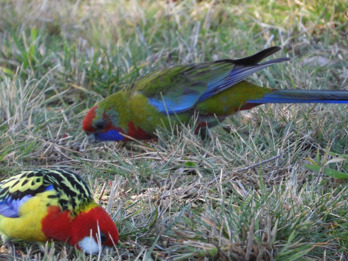 Crimson Rosella - ML593224871