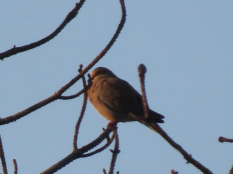 Mourning Dove - ML593224881