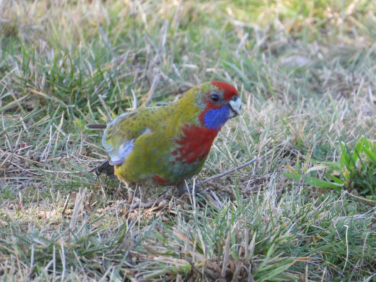 Crimson Rosella - ML593224921