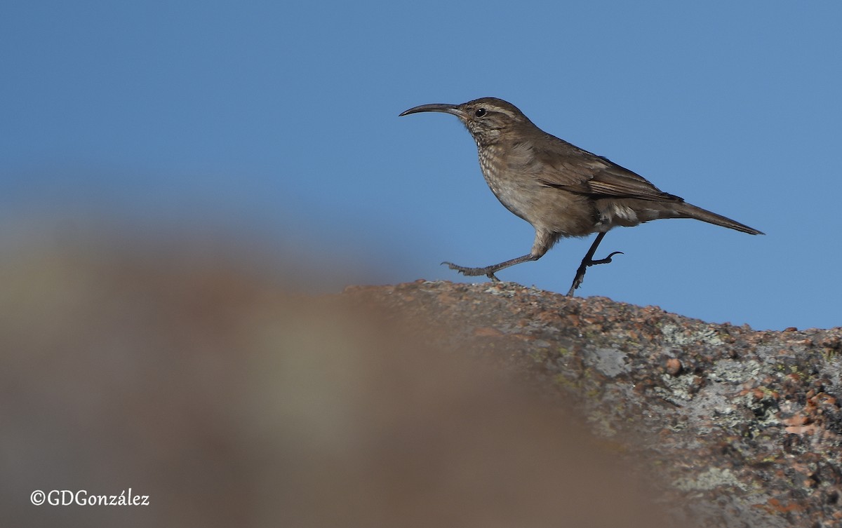 Scale-throated Earthcreeper - ML593225171