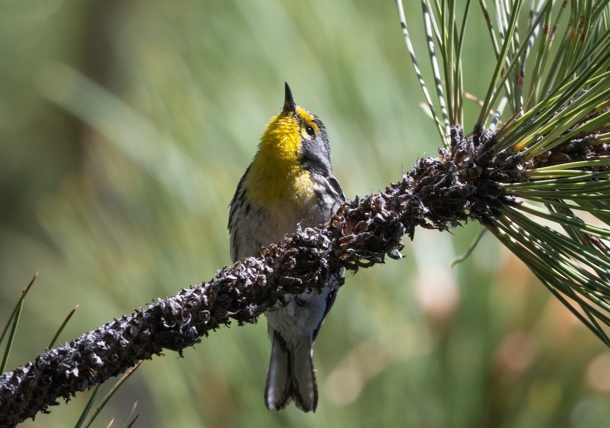 Grace's Warbler - ML593225791