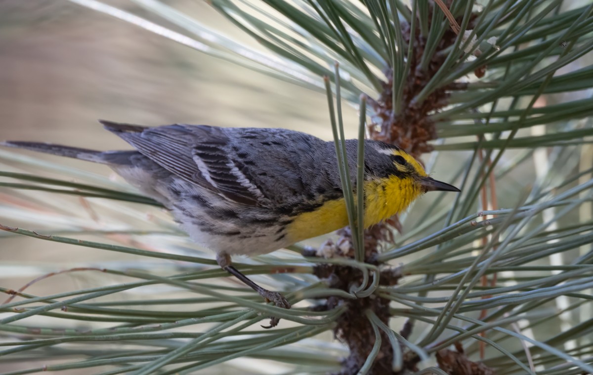 Grace's Warbler - ML593225801