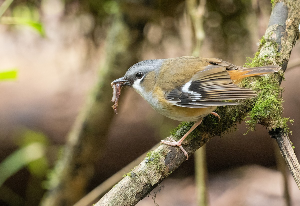 Gray-headed Robin - Ralph Stadus