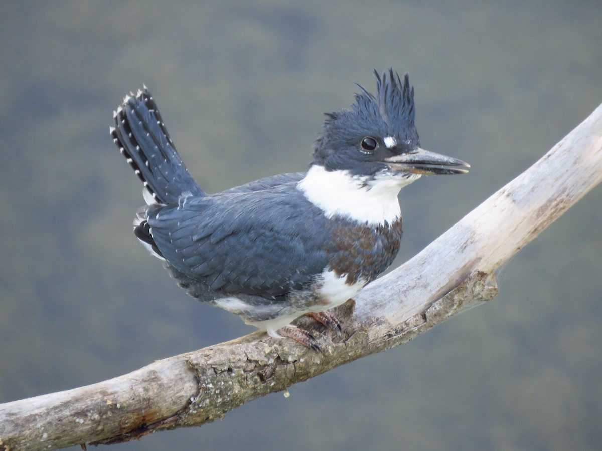 Belted Kingfisher - ML593227681