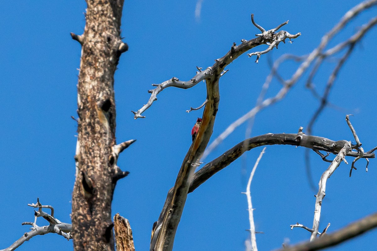 Lewis's Woodpecker - Ron Horn