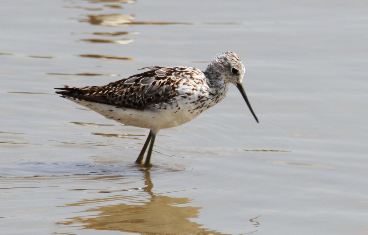 Marsh Sandpiper - ML593228871