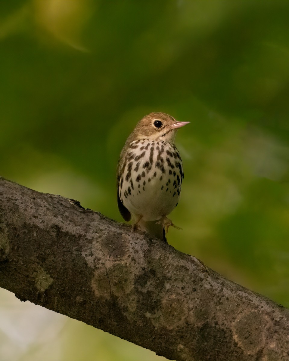 Ovenbird - ML593229231