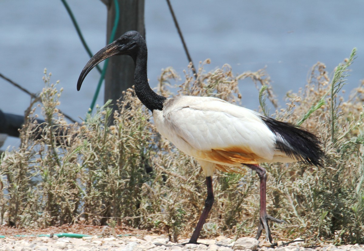 African Sacred Ibis - ML593229811