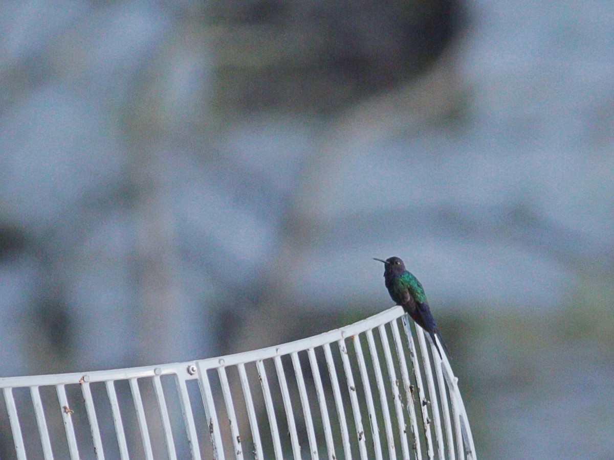 Swallow-tailed Hummingbird - ML593229911