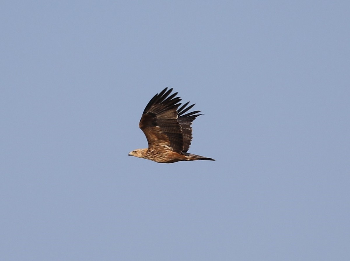 Tawny Eagle - Rob Van Epps