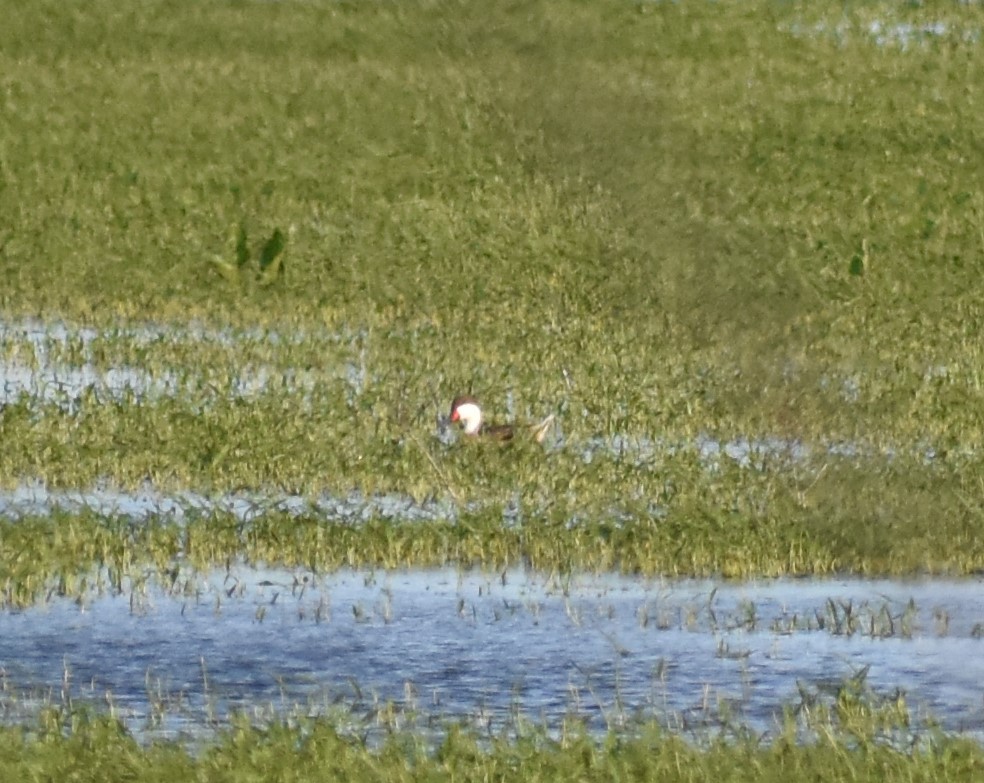 White-cheeked Pintail - ML59323041