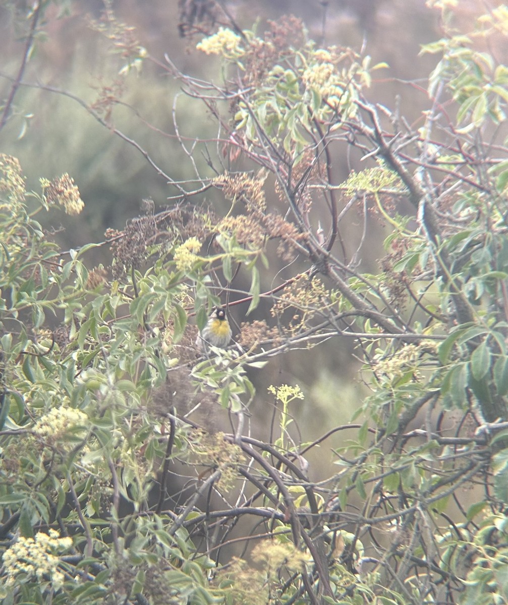 Lawrence's Goldfinch - ML593230441