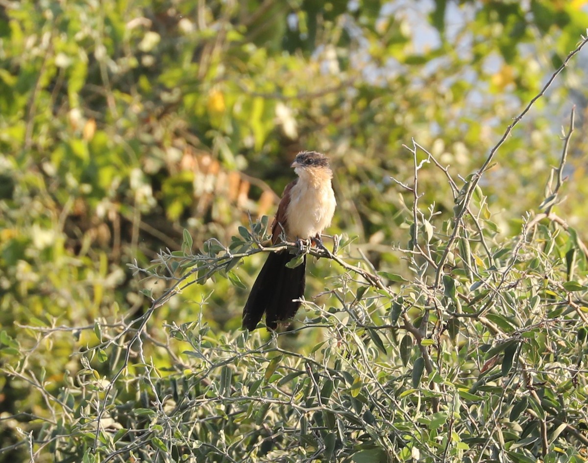 Senegal Coucal - ML593230601