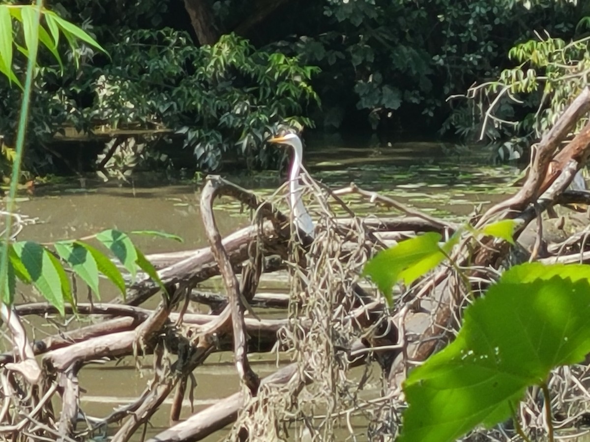לבנית גדולה - ML593231151