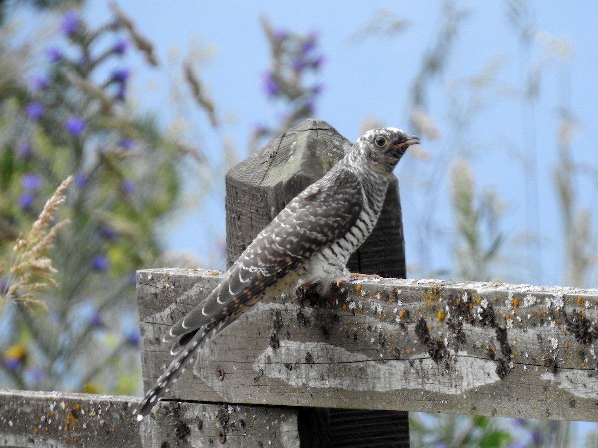 Common Cuckoo - Luca Forneris