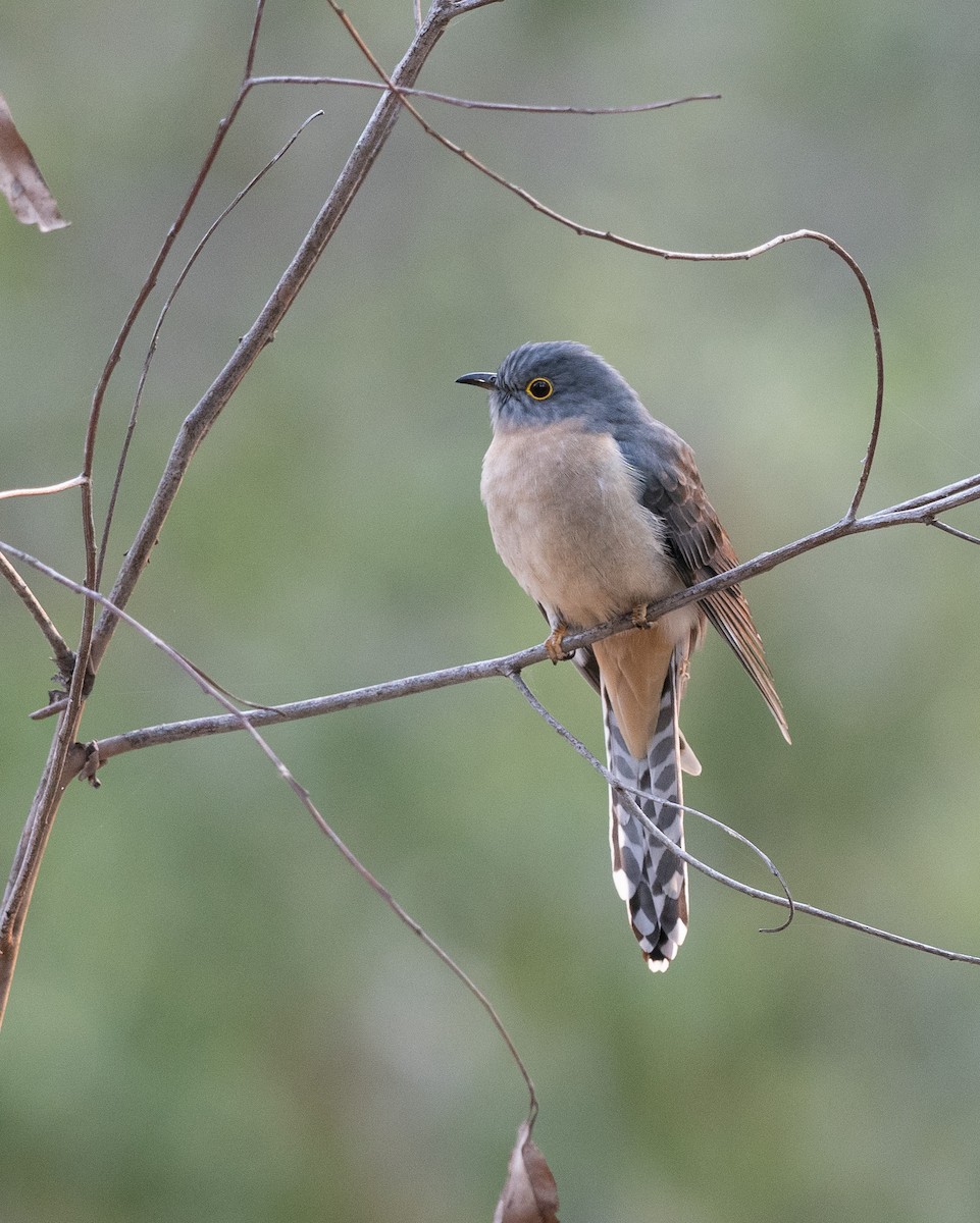 Fan-tailed Cuckoo - ML593234551