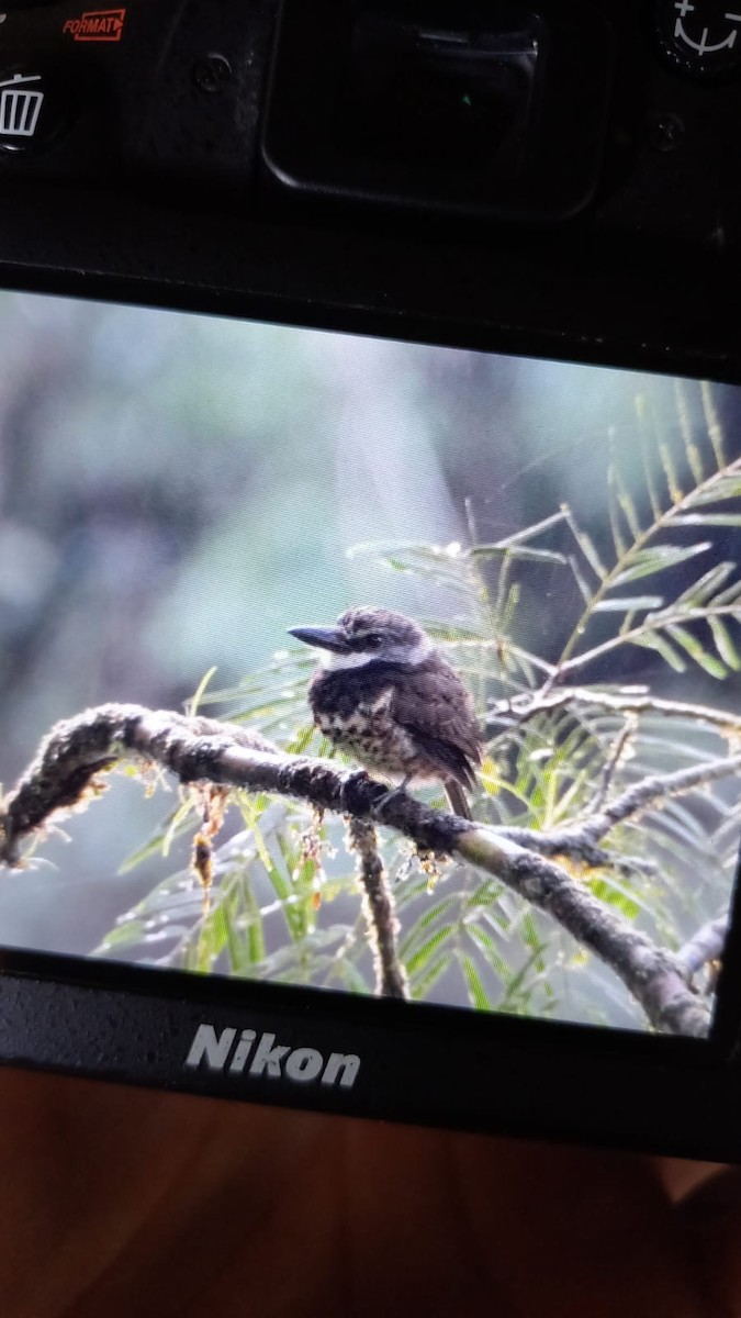 Sooty-capped Puffbird - ML593236791