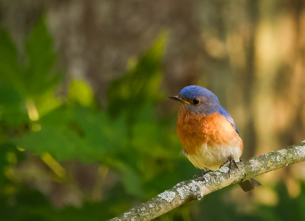 Eastern Bluebird - ML593237581