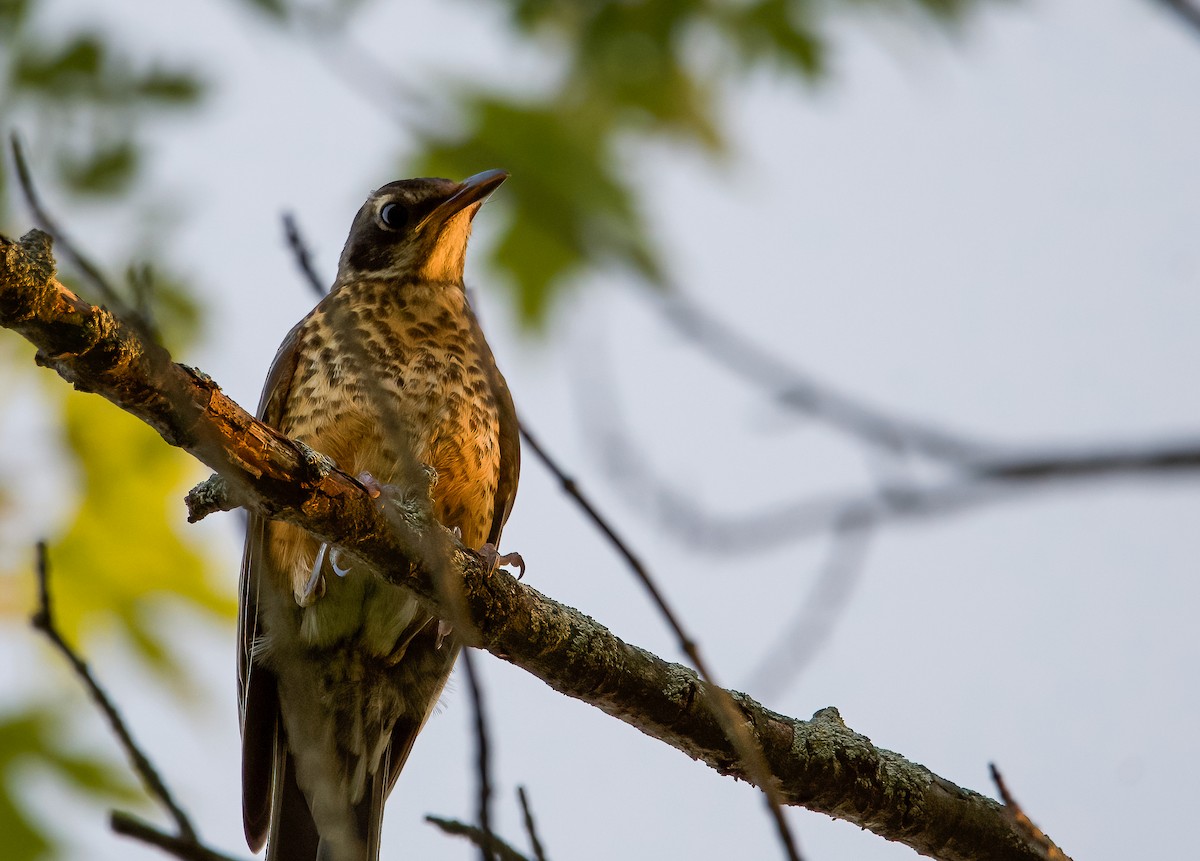 American Robin - ML593237631