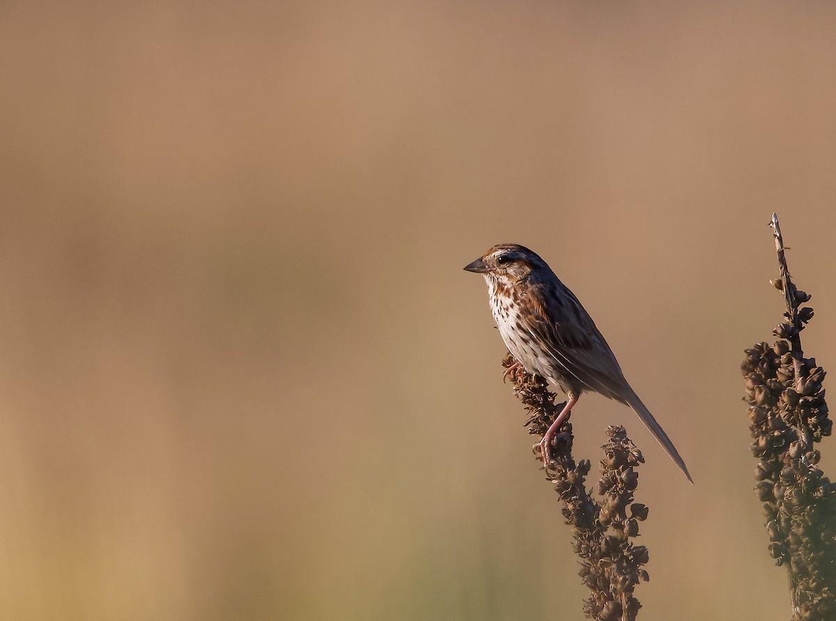 Song Sparrow - ML593237661