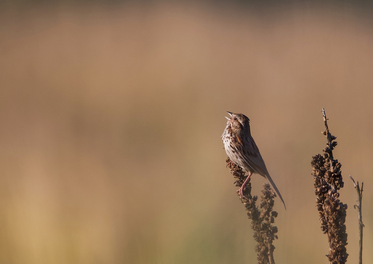 Song Sparrow - ML593237671