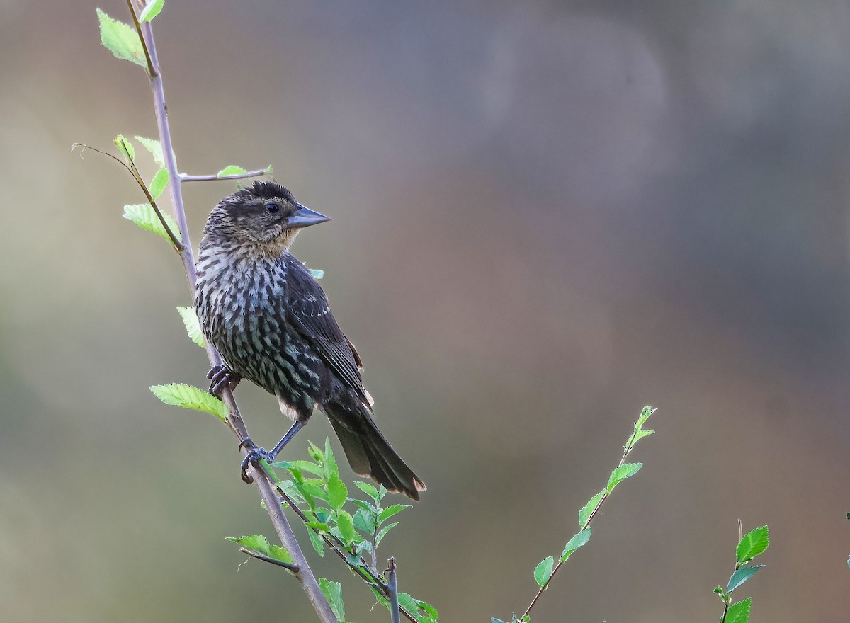 Red-winged Blackbird - ML593237771