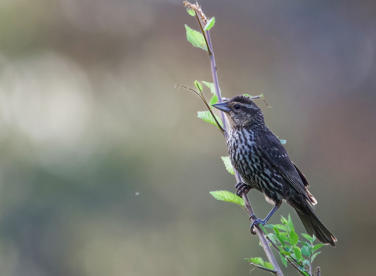 Red-winged Blackbird - ML593237781