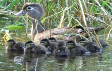 Wood Duck - ML593239461