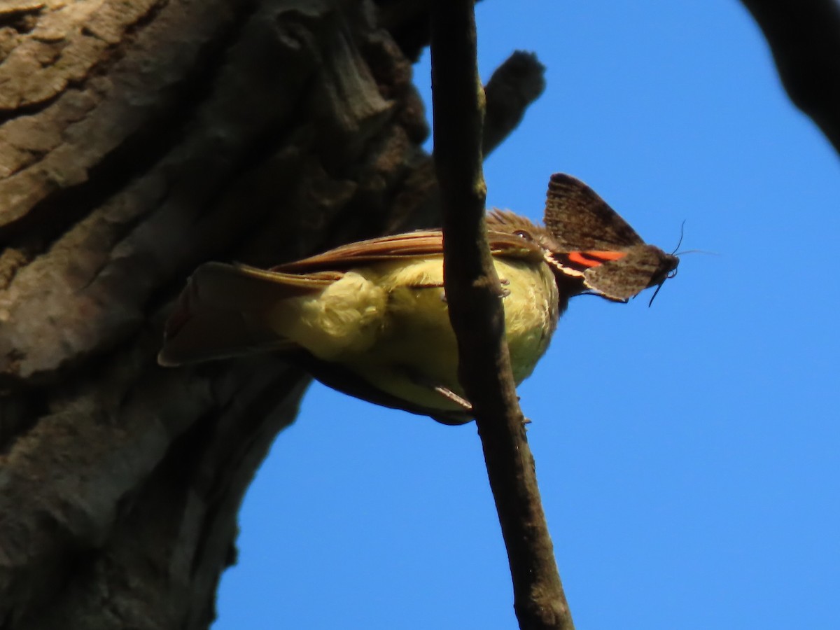 Great Crested Flycatcher - Roger Beuck