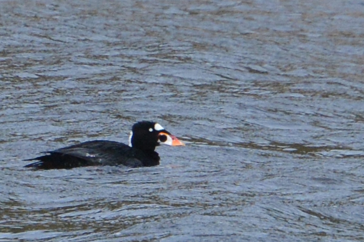Surf Scoter - ML59324021