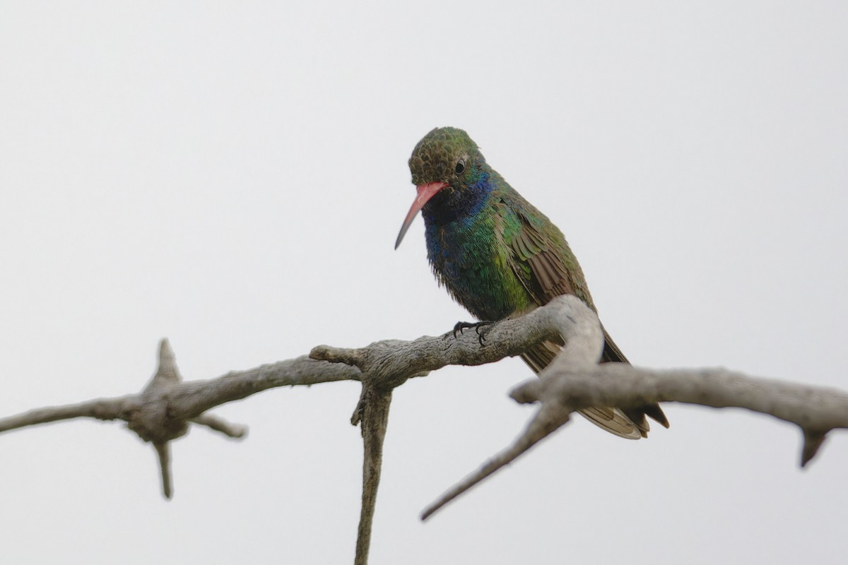 Broad-billed Hummingbird - ML593241201