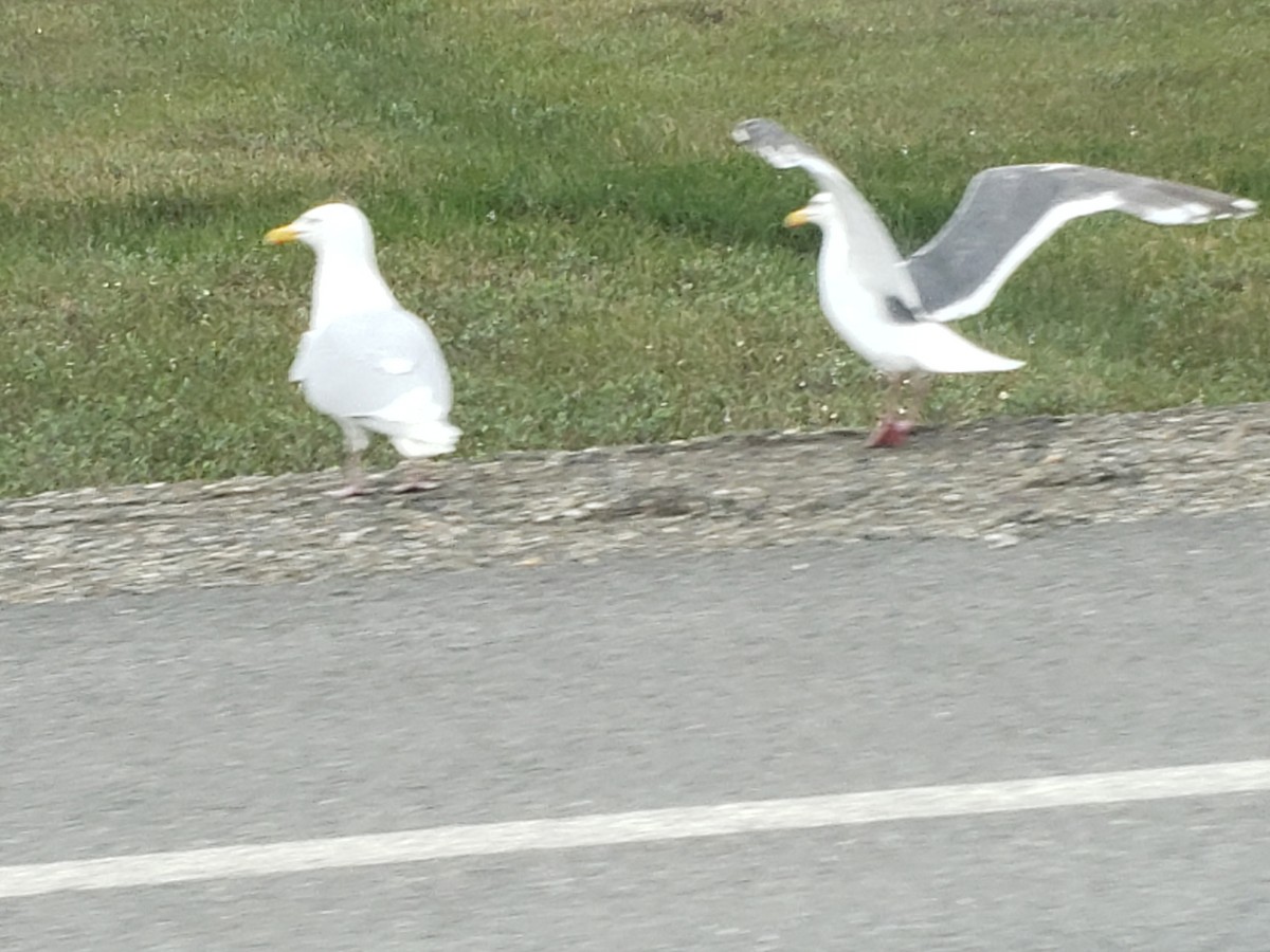 Gaviota de Kamchatka - ML593242161