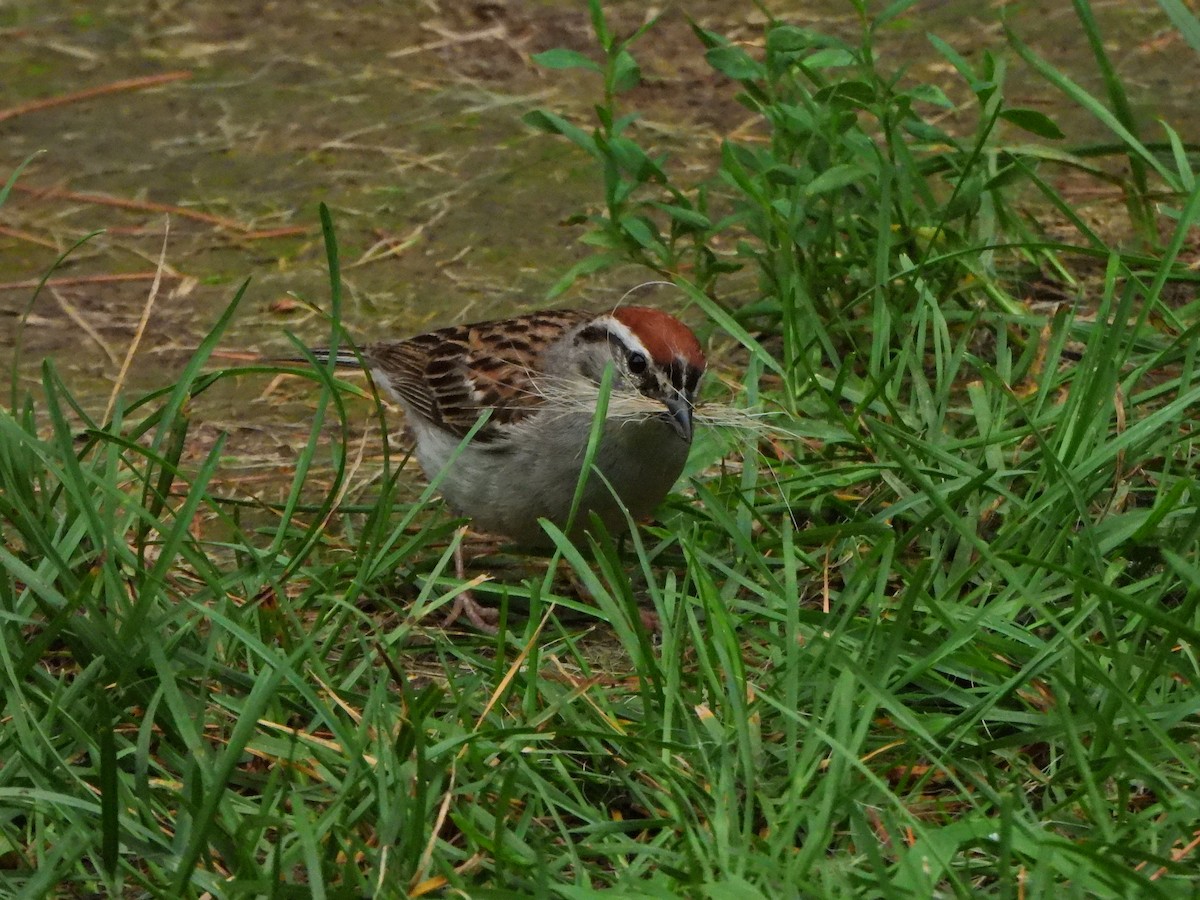 Chipping Sparrow - Amy Meehan McLaughlin