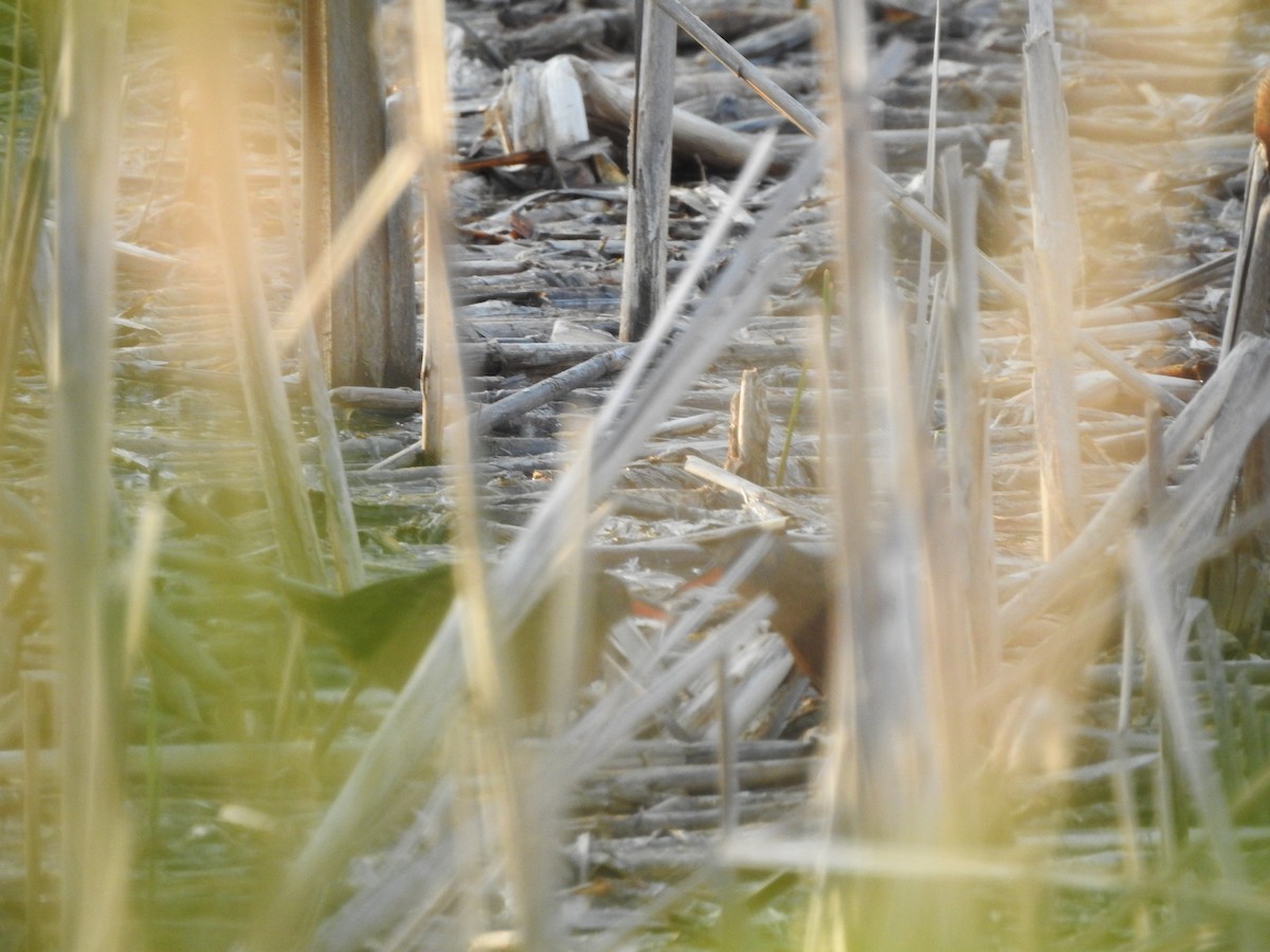 Virginia Rail - ML593242571