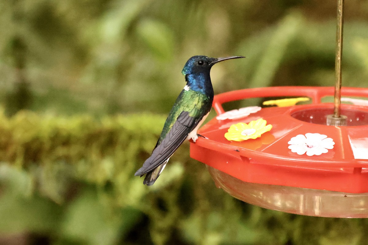 White-necked Jacobin - ML593243371