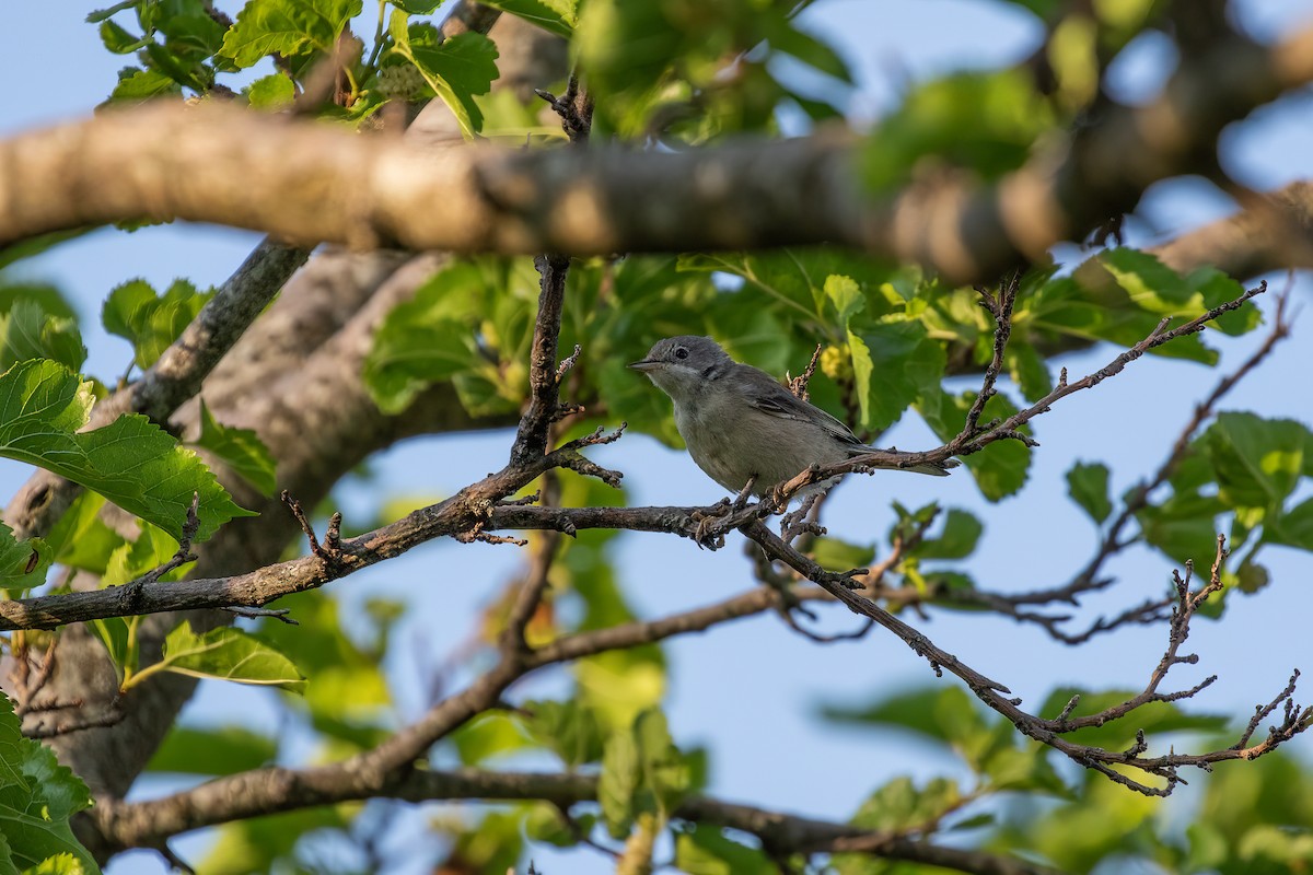 Eastern Subalpine Warbler - ML593244871