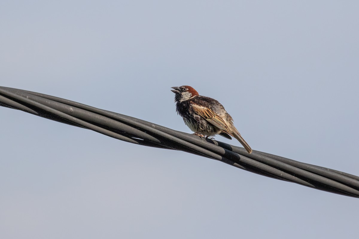 Spanish Sparrow - ML593245201