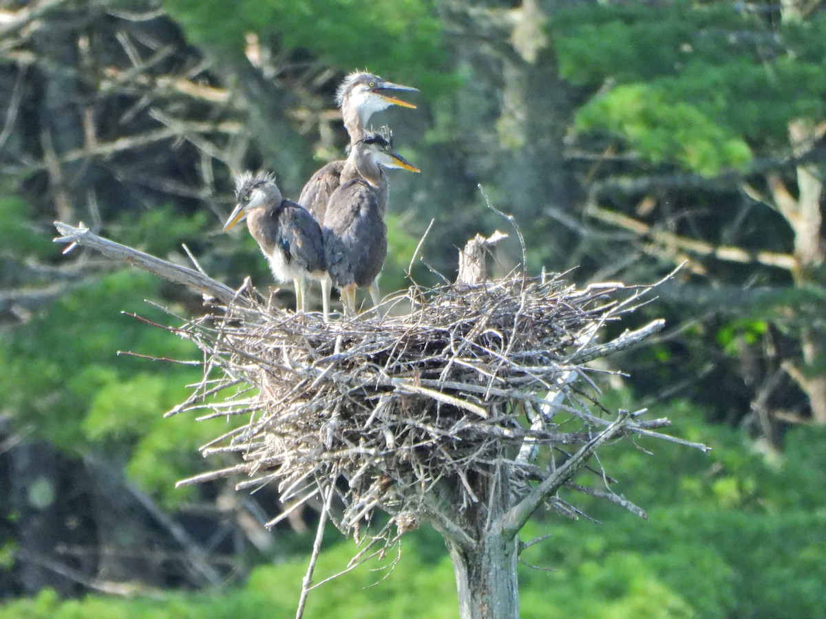 Great Blue Heron - ML593245231